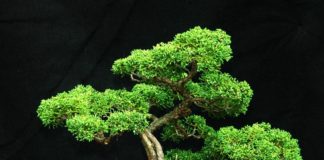 O bonsai se destaca pela força da raiz / Imagem: Divulgação