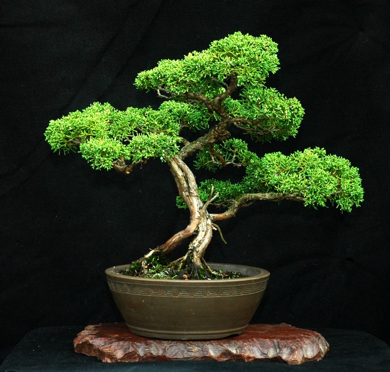 O bonsai se destaca pela força da raiz / Imagem: Divulgação